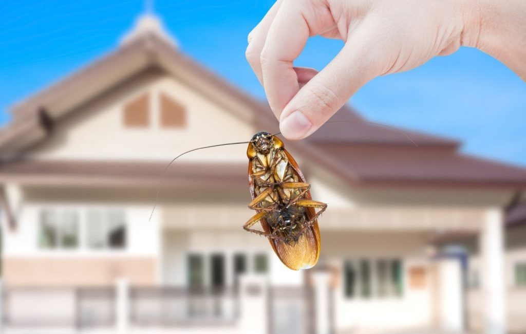 Cockroach Control Melbourne – Safe & Proven Pest Treatments by Ozzie Pest Solution