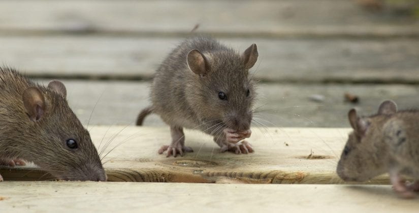 Rodent control Melbourne by Ozzie Pest Solution with safe mice control services