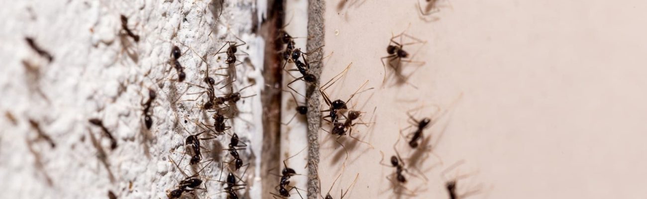 Ant Control Melbourne | Ozzie Pest Solution Professional ant pest control Melbourne – gel bait placement by Ozzie Pest Solution – safe & effective treatments
